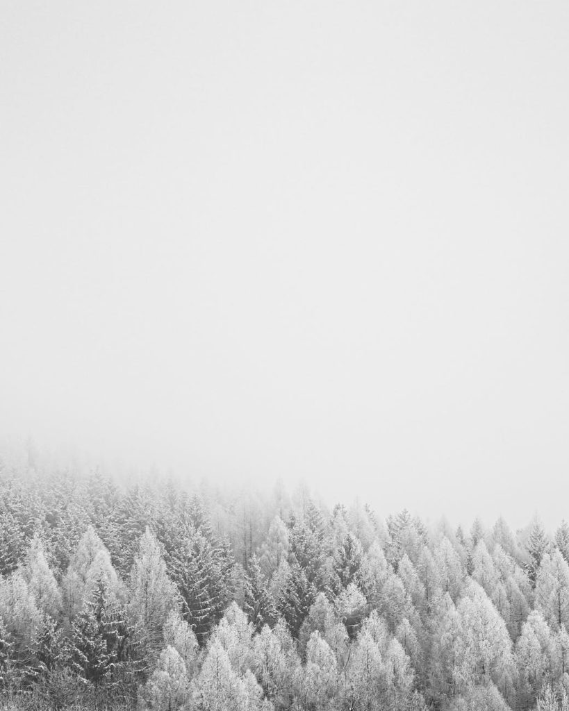 photo of snow covered trees